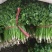 山东西红柿香菜量大欢迎选购