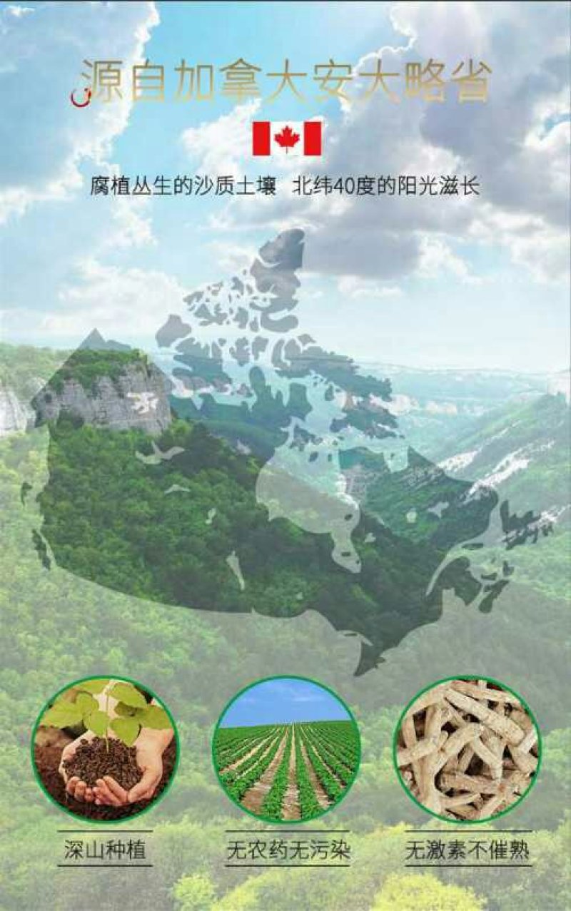 西洋参