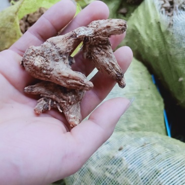 出售干白芨