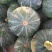 甘肃民勤沙漠板栗南瓜贝贝南瓜支持一件代发