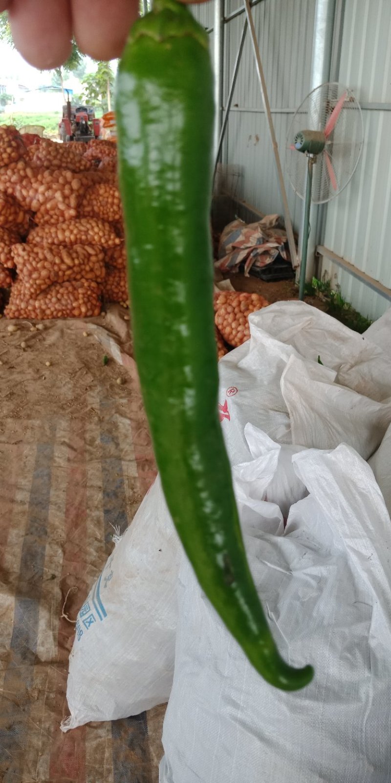 精品新鲜的辣椒，价格美丽，欢迎新老客户前来选购。
