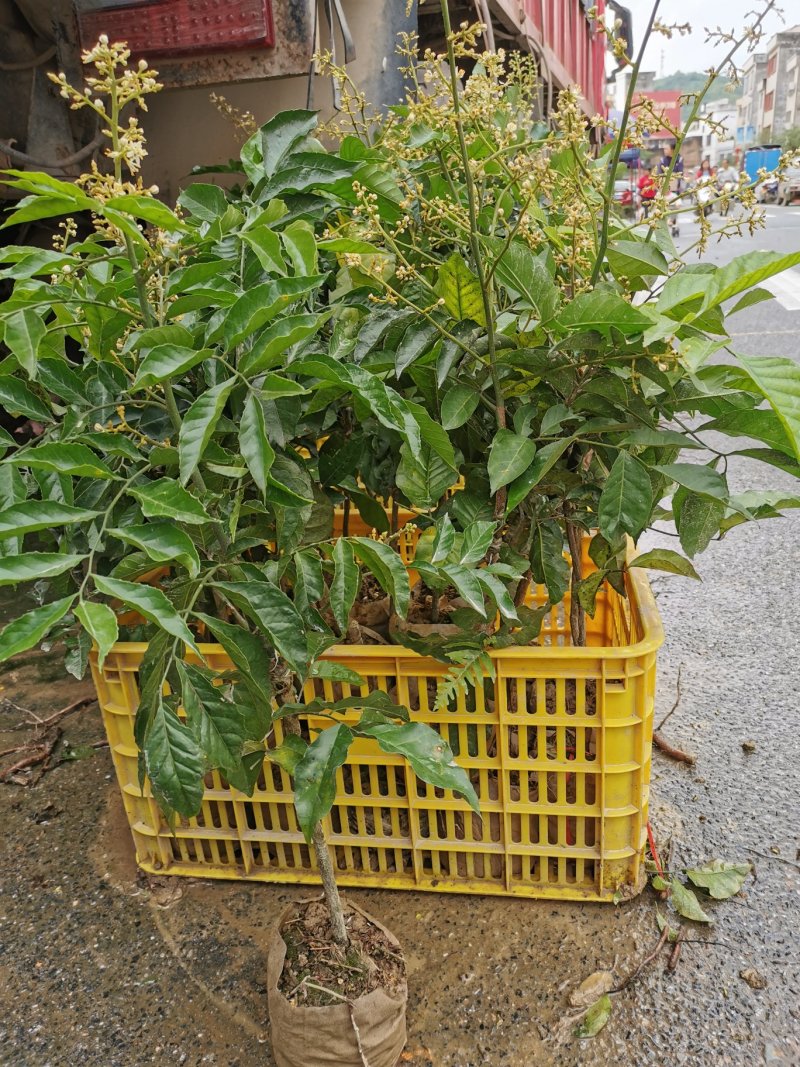 鸡心黄皮苗黄皮苗黄皮果苗软枝大鸡心黄皮苗