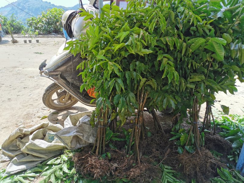 鸡心黄皮苗黄皮苗黄皮果苗软枝大鸡心黄皮苗