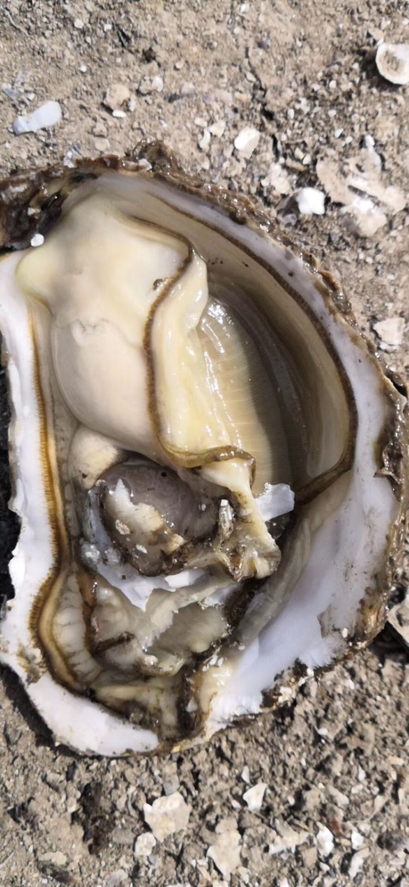 三倍体，生蚝，海蛎子生蚝，二倍体生蚝，通货