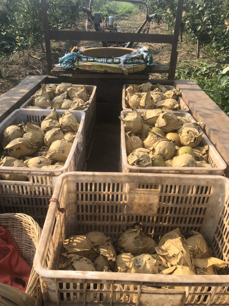 湖北枝江百里洲砂梨，翠冠，圆黄，黄金