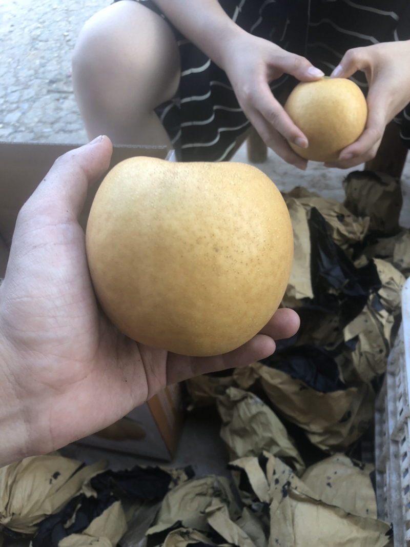 湖北枝江百里洲砂梨，翠冠，圆黄，黄金
