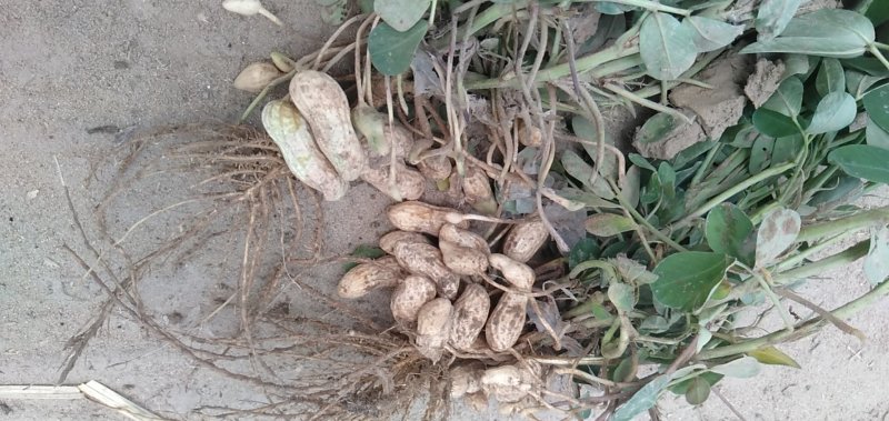 河南开封鲜花生，纯沙地，大量上市产地直供，欢迎您合作