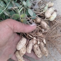 河南开封鲜花生，纯沙地，大量上市产地直供，欢迎您合作