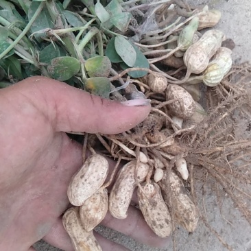 河南开封鲜花生，纯沙地，大量上市产地直供，欢迎您合作