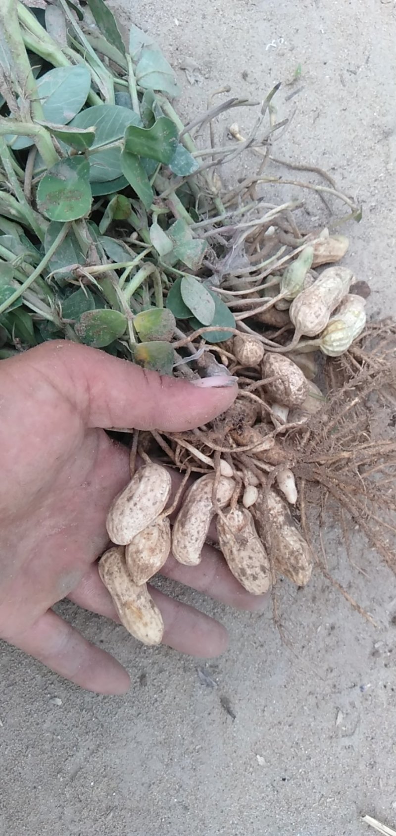 河南开封鲜花生，纯沙地，大量上市产地直供，欢迎您合作