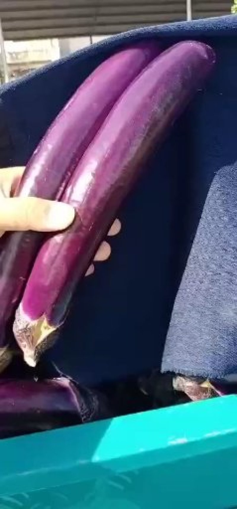 【实力商家】精品广茄长茄紫长茄保质保量产地直发