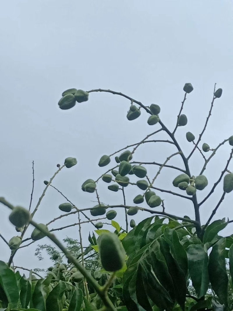 热销黄皮苗冰糖黄皮苗鸡心冰糖黄皮苗质量保证