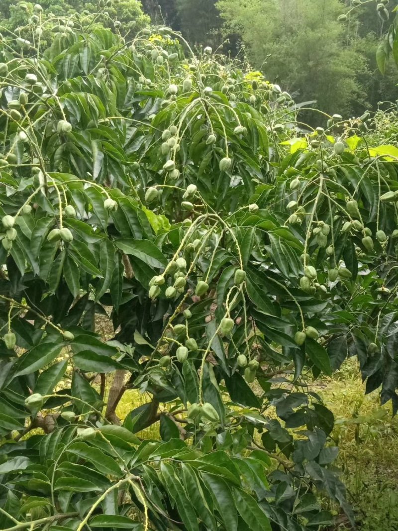 热销黄皮苗冰糖黄皮苗鸡心冰糖黄皮苗质量保证