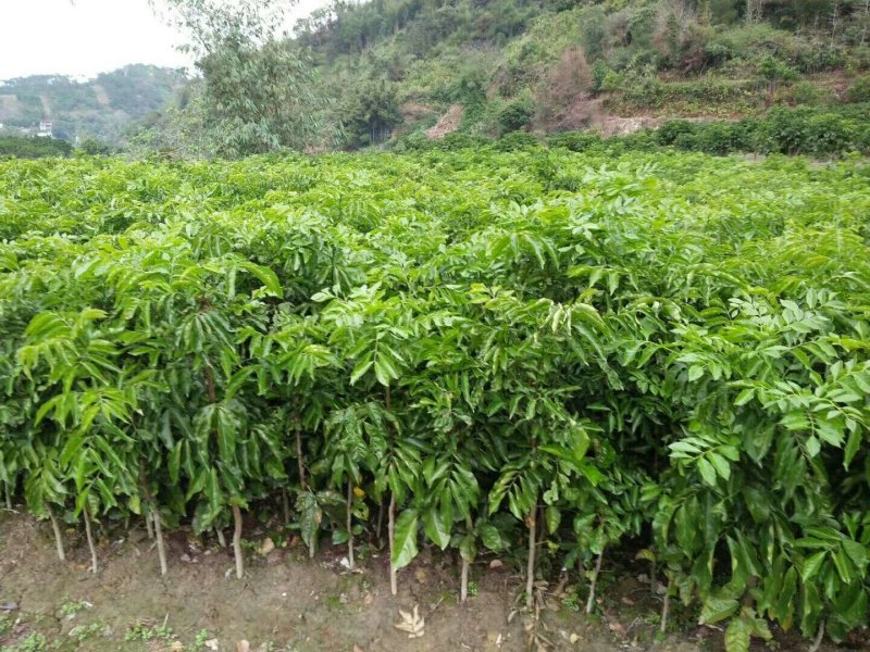 热销黄皮苗冰糖黄皮苗鸡心冰糖黄皮苗质量保证