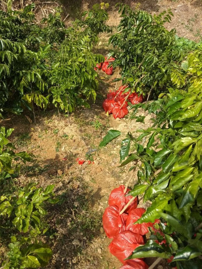 热销黄皮苗冰糖黄皮苗鸡心冰糖黄皮苗质量保证