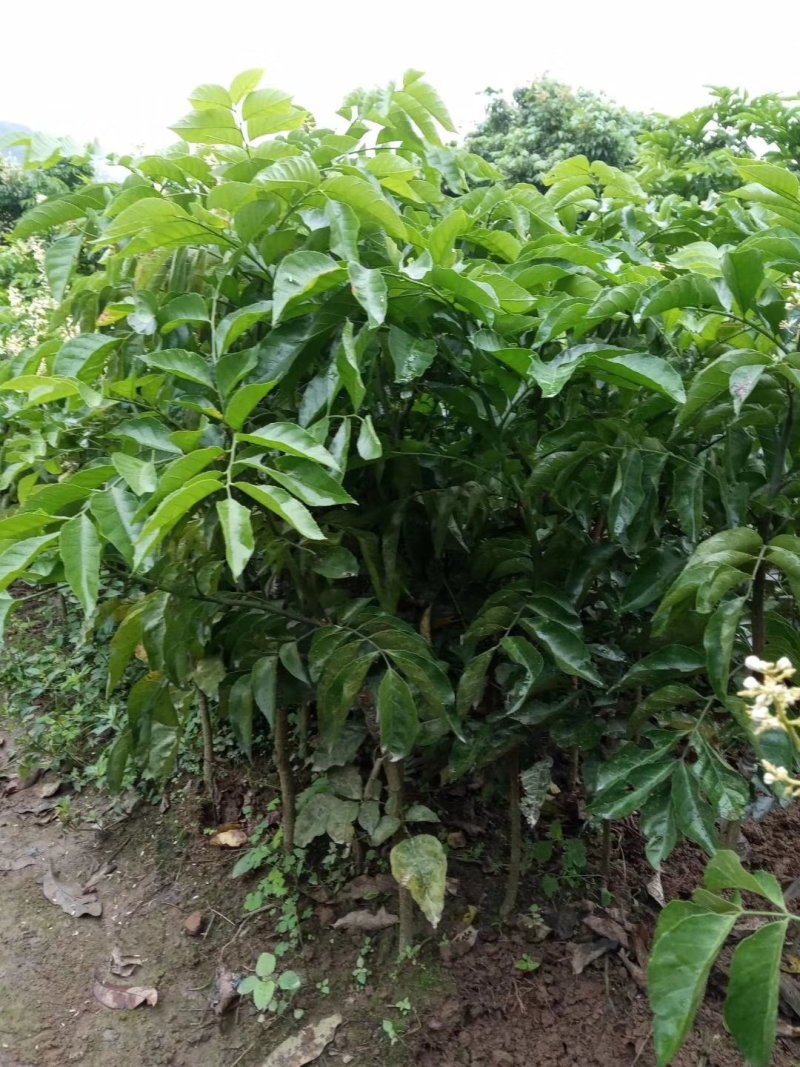 热销黄皮苗冰糖黄皮苗鸡心冰糖黄皮苗质量保证