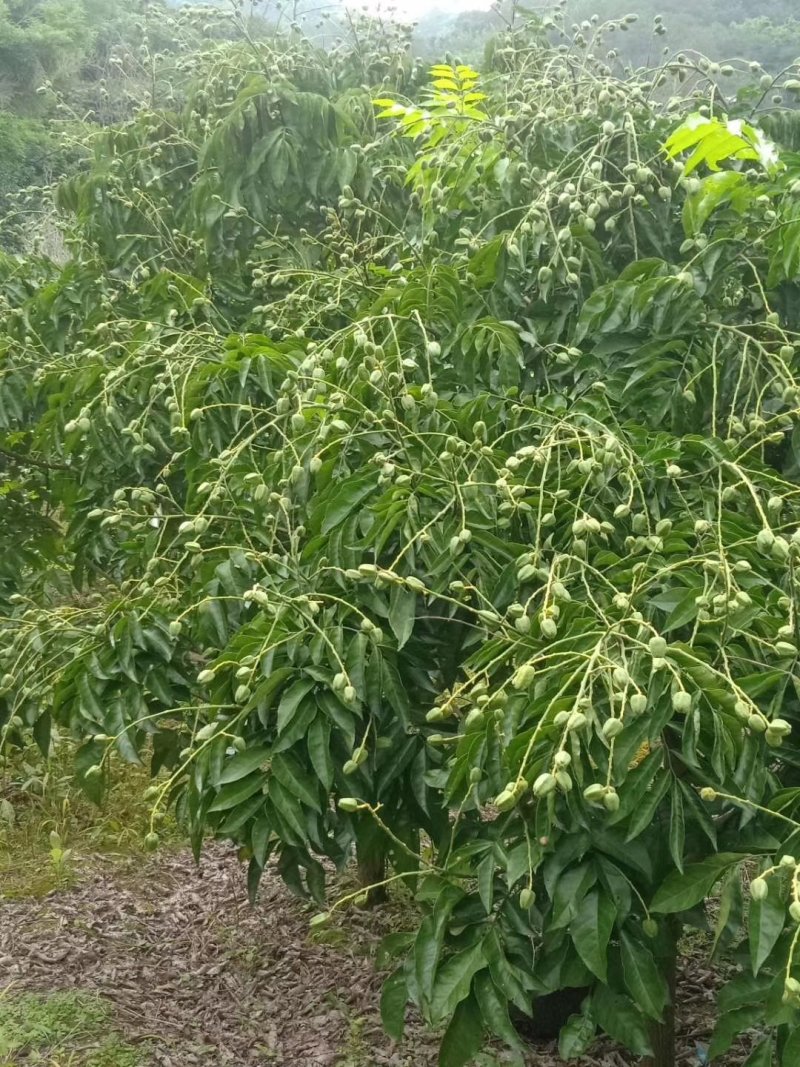 热销黄皮苗冰糖黄皮苗鸡心冰糖黄皮苗质量保证