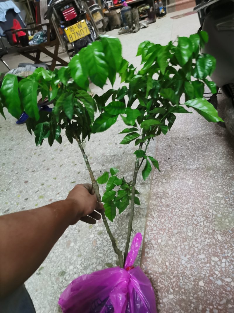 热销黄皮苗冰糖黄皮苗鸡心冰糖黄皮苗质量保证