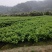 沃柑苗特大沃柑苗产地直销包品种一年挂果假一赔十