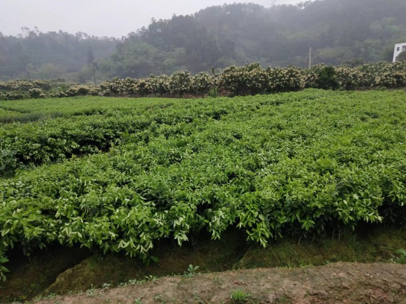 沃柑苗特大沃柑苗产地直销包品种一年挂果假一赔十