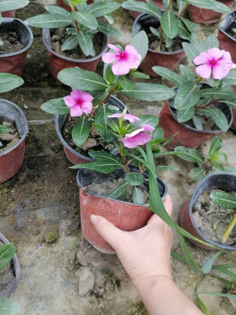 长春花杯苗，15-20成都货源。
