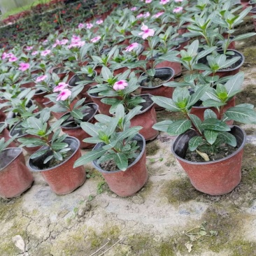 长春花杯苗，15-20成都货源。