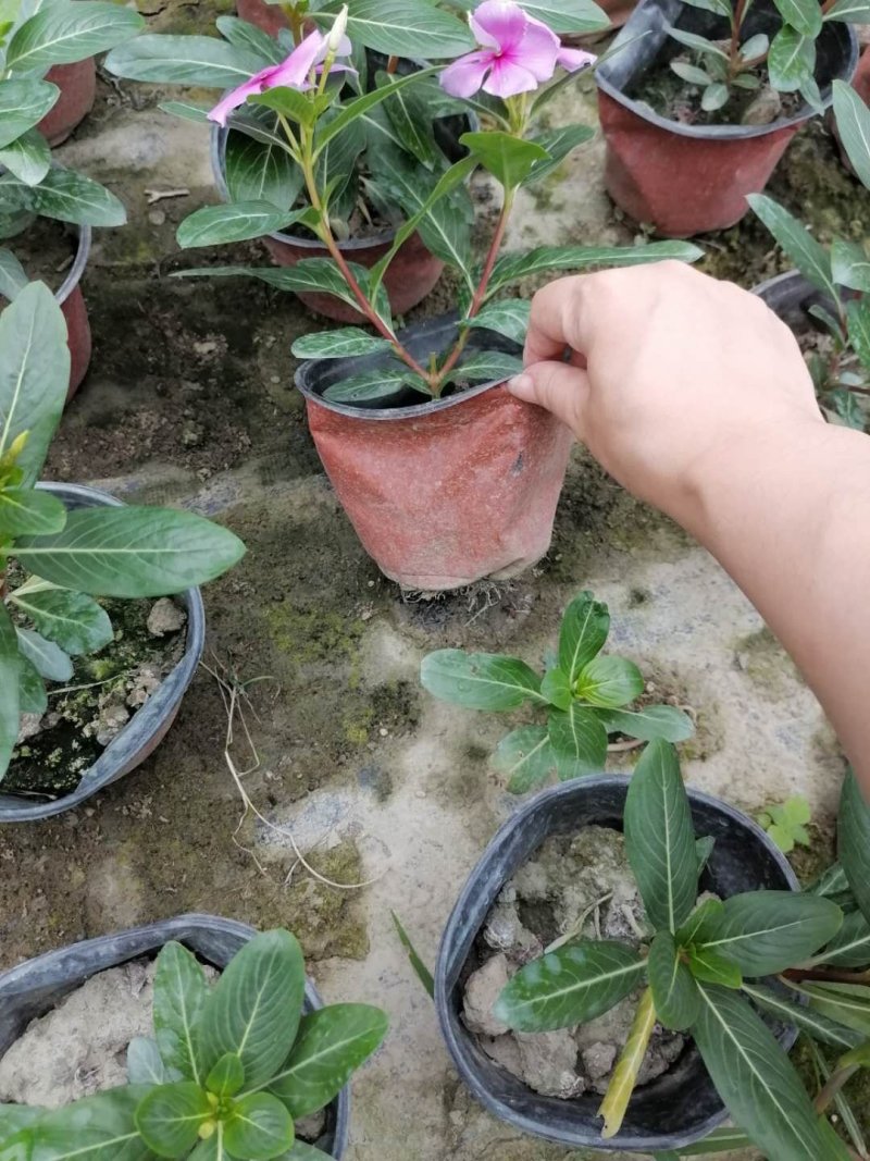 长春花杯苗，15-20成都货源。
