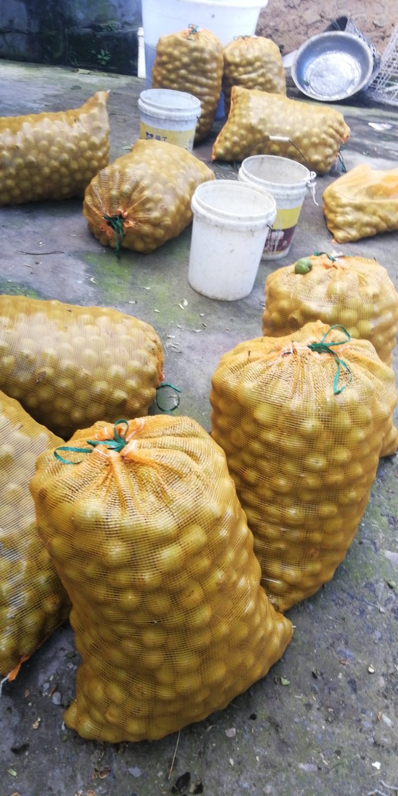大凉山高山无污染清皮大优新疆泡核桃香味十足