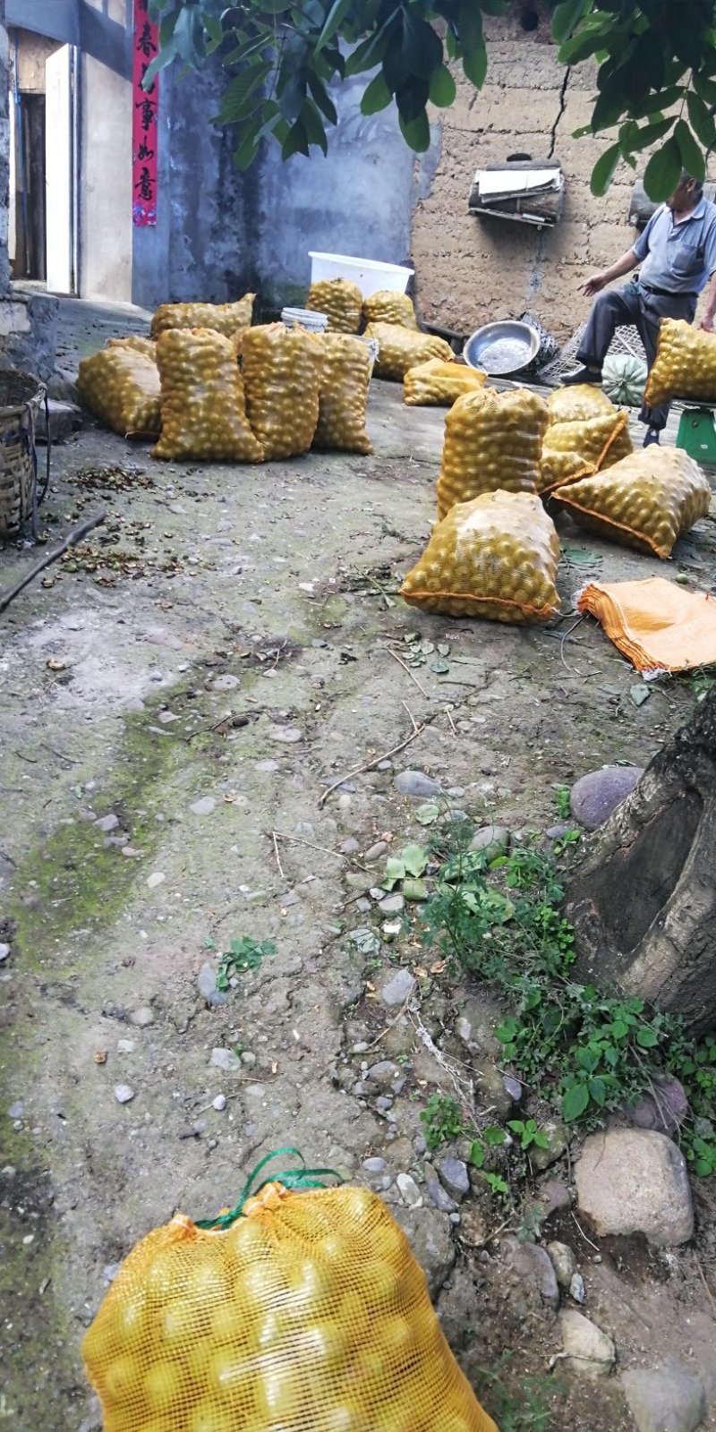 大凉山高山无污染清皮大优新疆泡核桃香味十足
