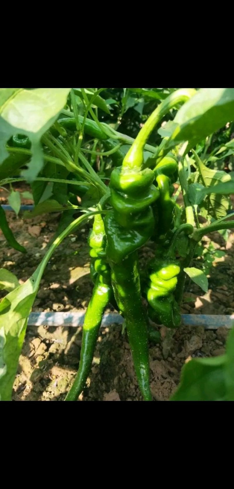 陕西大荔鲜辣椒，大螺丝椒小罗丝线椒产地直发优质螺丝椒供应