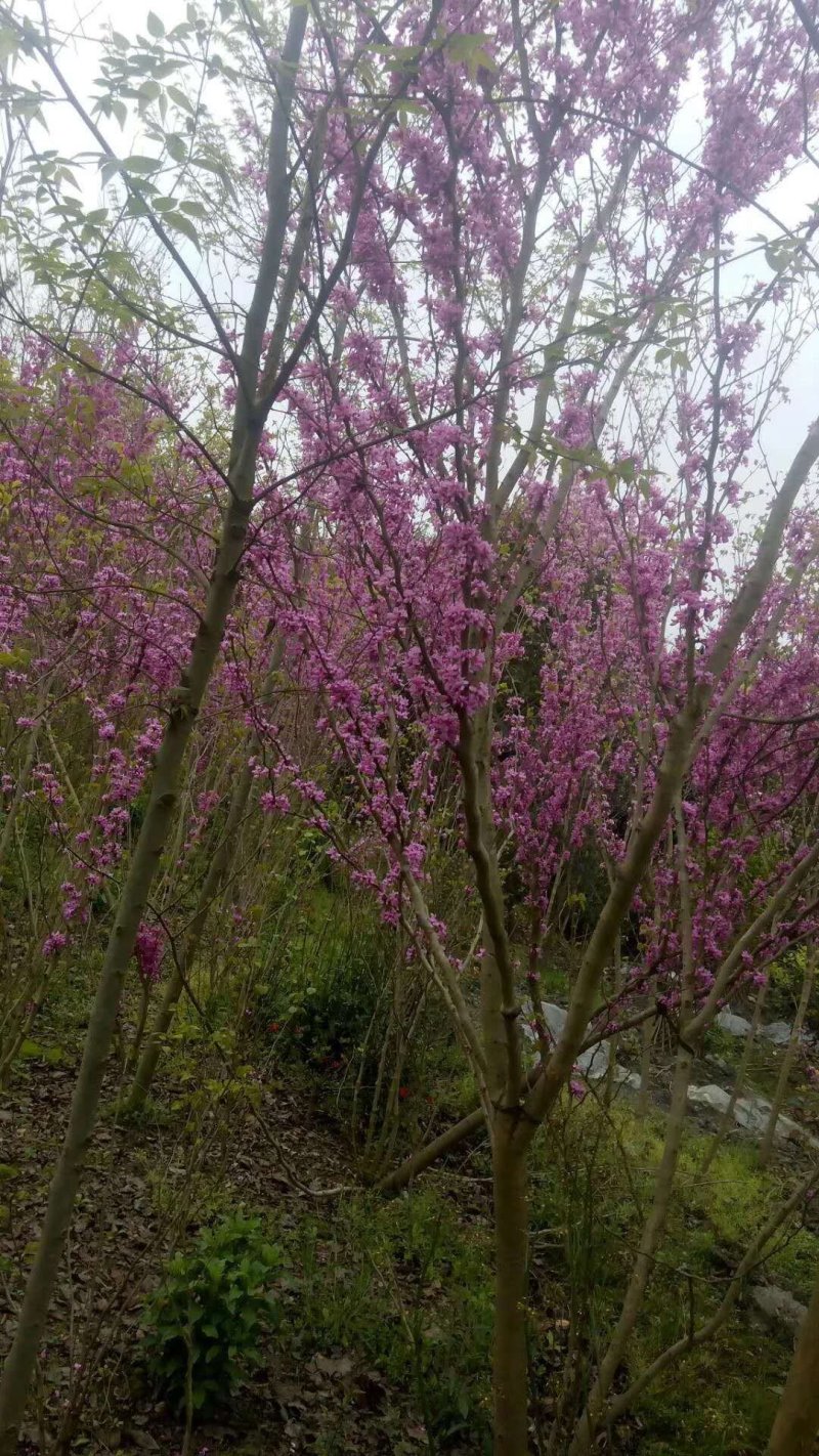 紫荆花基地，精品货源3-6公分