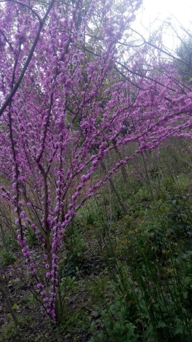 紫荆花基地，精品货源3-6公分