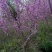 紫荆花基地，精品货源3-6公分