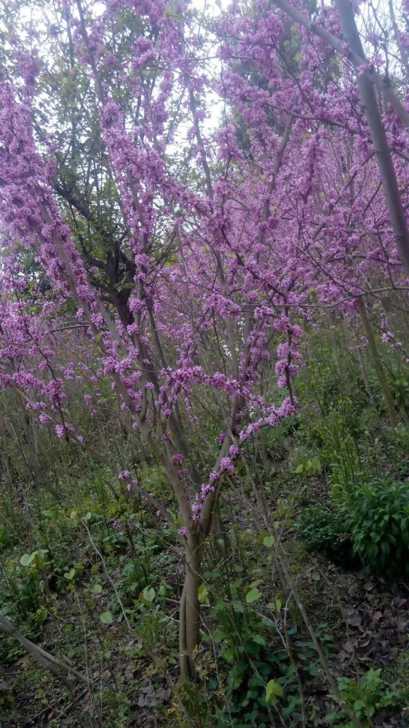 紫荆花基地，精品货源3-6公分