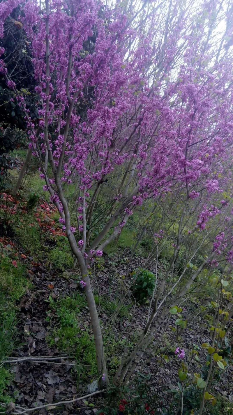 紫荆花基地，精品货源3-6公分