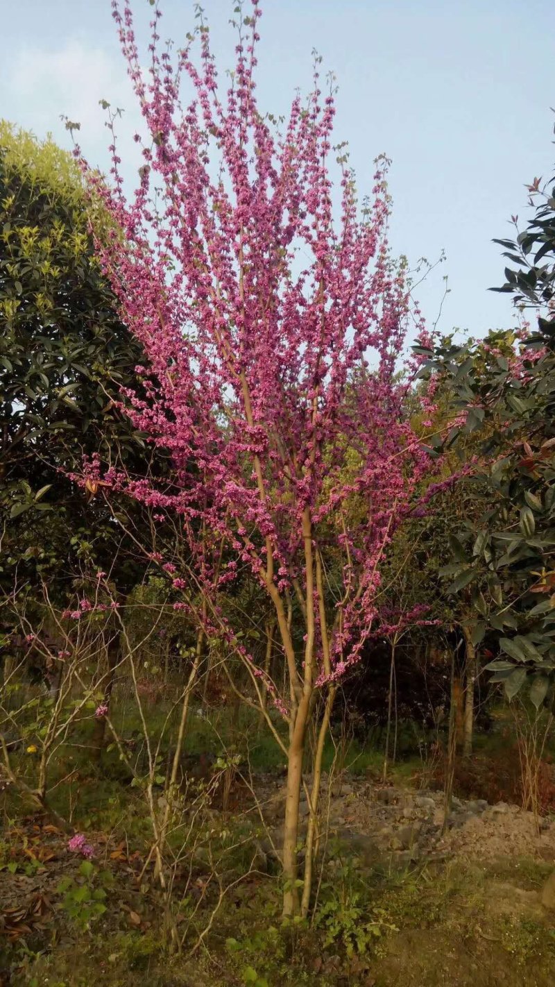 紫荆花基地，精品货源3-6公分
