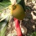 【牛心柿】2025沂蒙山精品脆甜爽口牛心柿子货量充足
