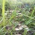 野生菌新鲜鸡枞菌精品鸡纵菌鸡棕三八菇夏至菌伞把菇白蚁伞1