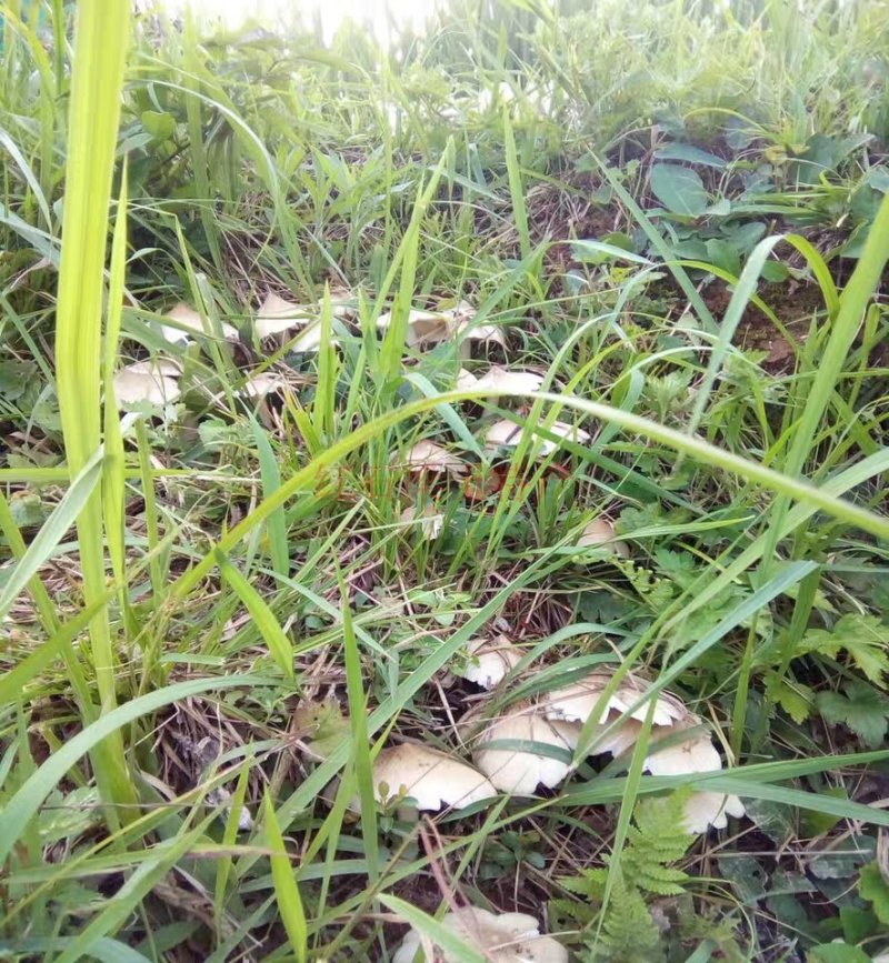 野生菌新鲜鸡枞菌精品鸡纵菌鸡棕三八菇夏至菌伞把菇白蚁伞1