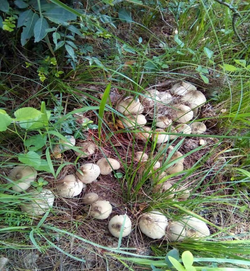 野生菌新鲜鸡枞菌精品鸡纵菌鸡棕三八菇夏至菌伞把菇白蚁伞1