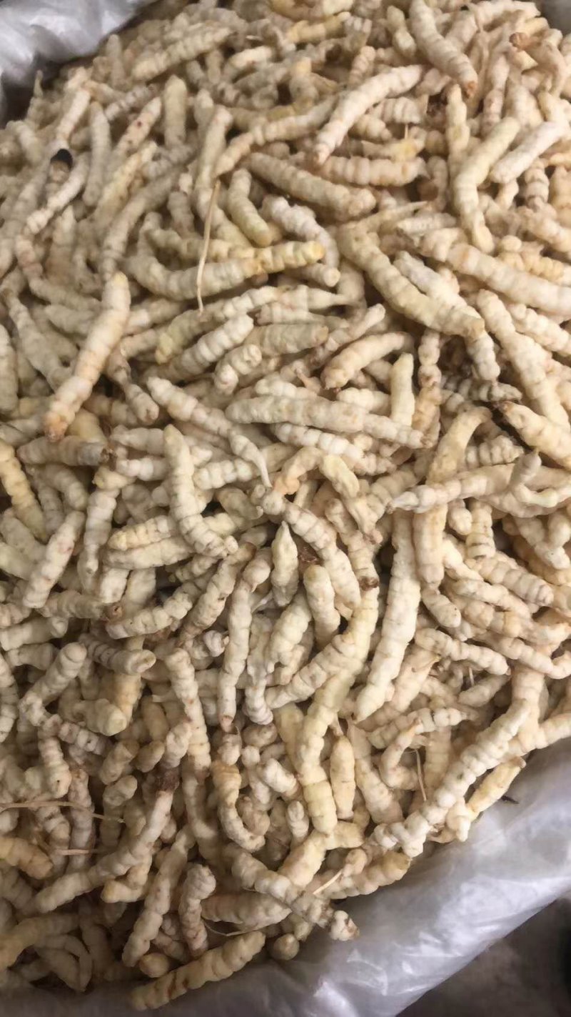 地蚕草石蚕