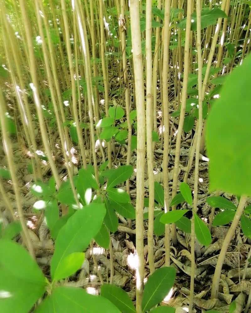 一至二年的药材厚朴苗基地常年供应，大小都有，各种规格齐全