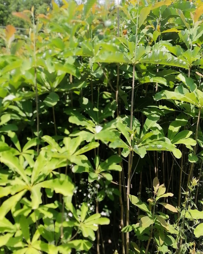 一至二年的药材厚朴苗基地常年供应，大小都有，各种规格齐全