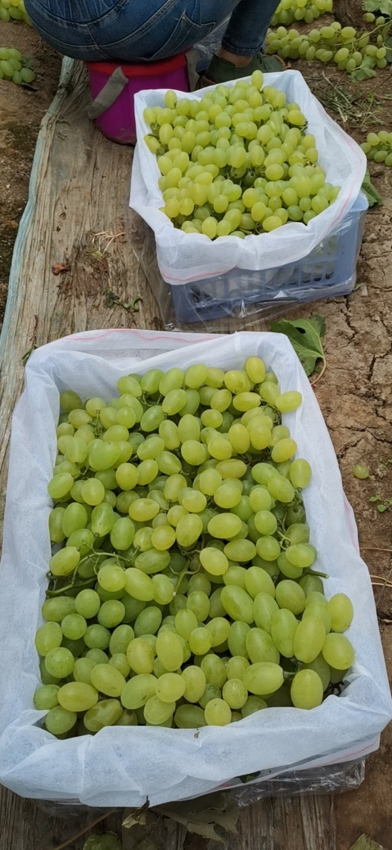 饶阳葡萄基地产地直销，大量供应维多利亚葡萄，乒乓球葡萄