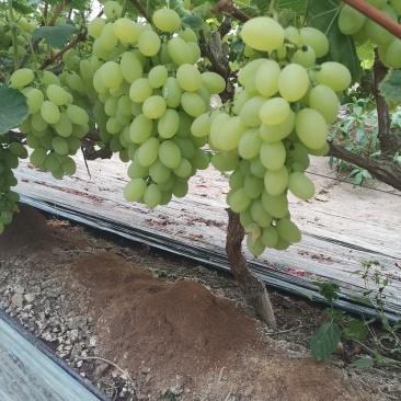 饶阳葡萄基地产地直销，大量供应维多利亚葡萄，乒乓球葡萄