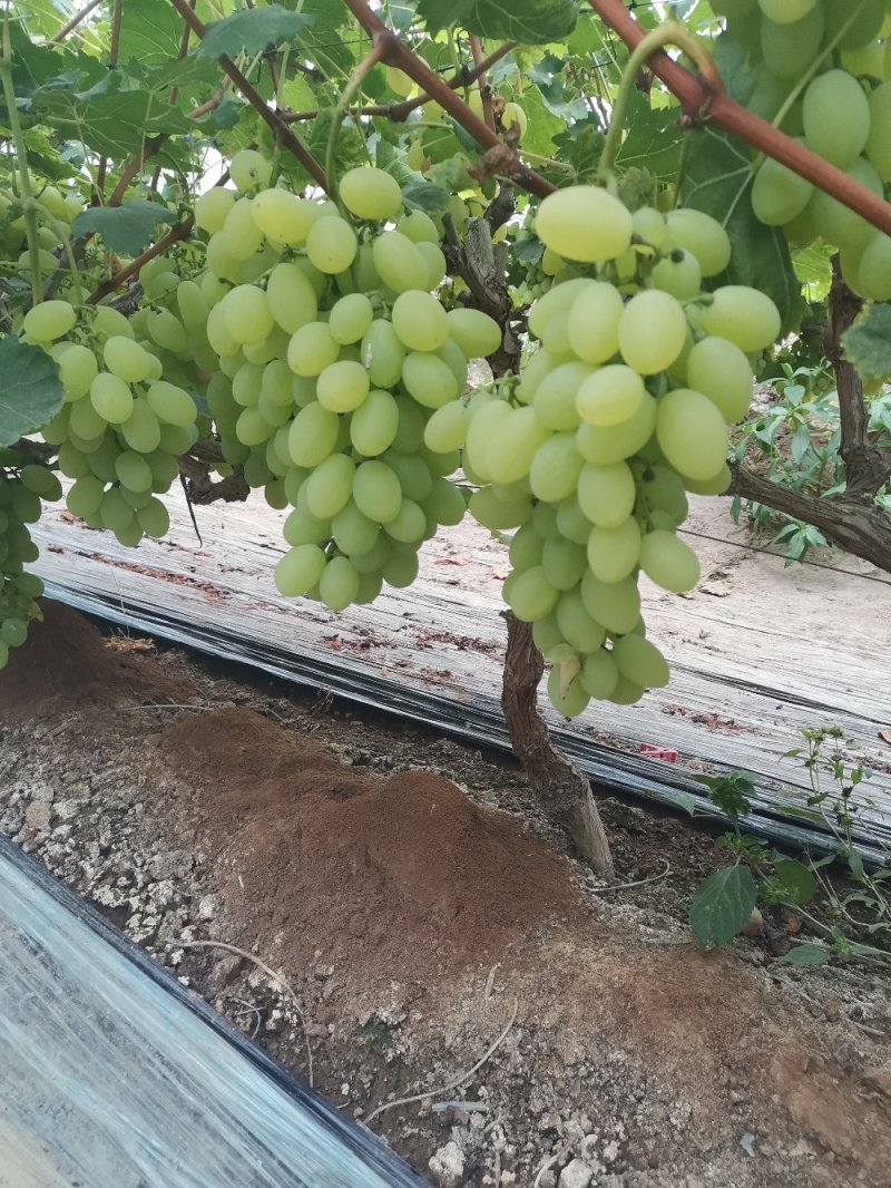 饶阳葡萄基地产地直销，大量供应维多利亚葡萄，乒乓球葡萄