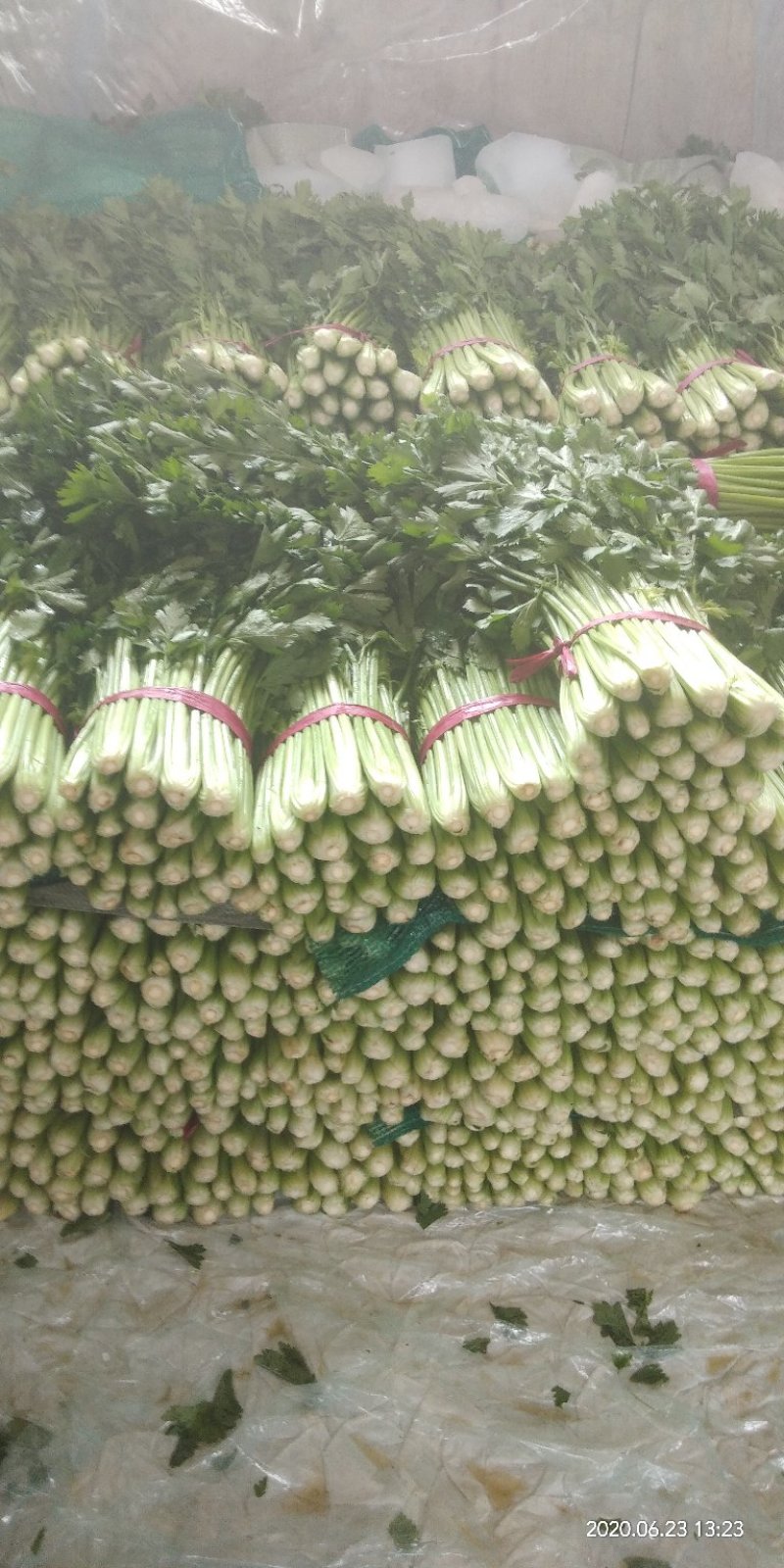 芹菜上市品种优，质量好，叶亮根白欢迎选购。