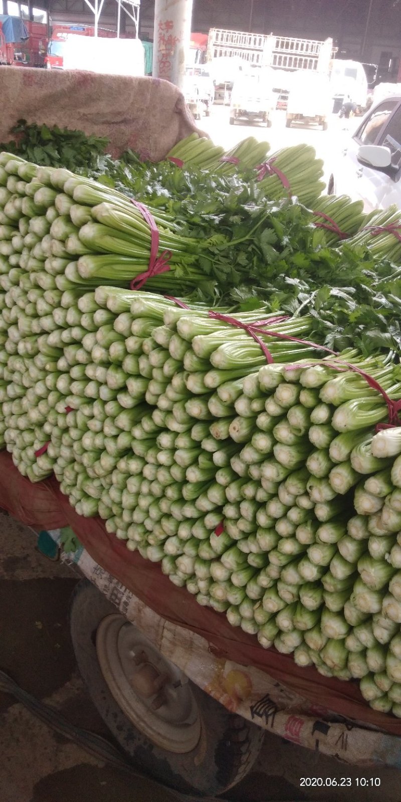 芹菜上市品种优，质量好，叶亮根白欢迎选购。