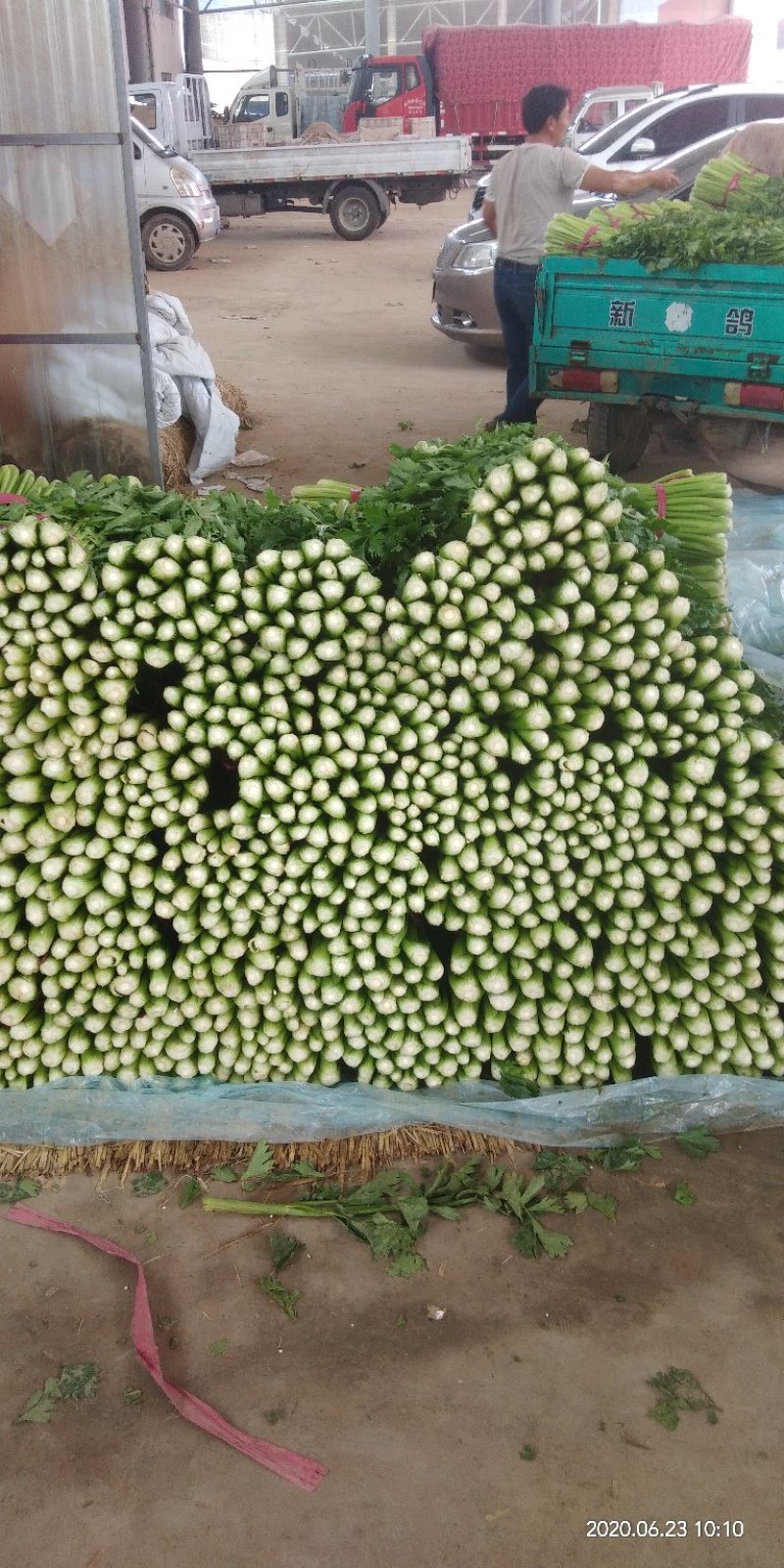 芹菜上市品种优，质量好，叶亮根白欢迎选购。