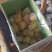 平度莱西内蒙围场荷兰十五希森806黄皮黄心白土豆大量上市